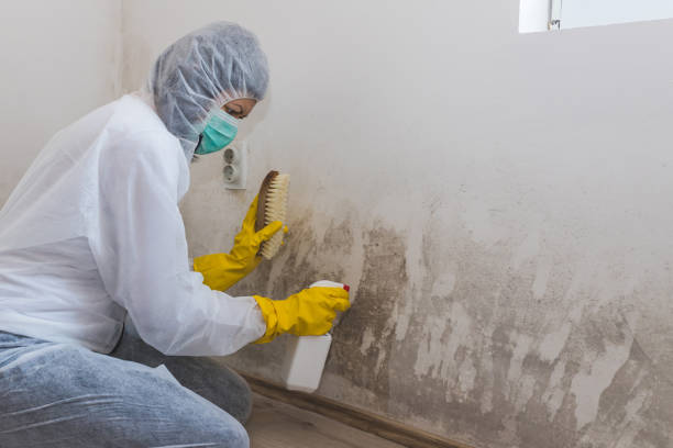 Mold Removal for HVAC Installations in Balm, FL