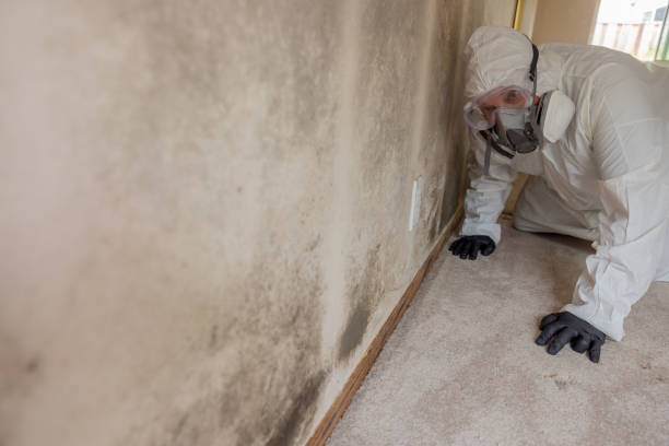 Best Basement Mold Removal  in Balm, FL